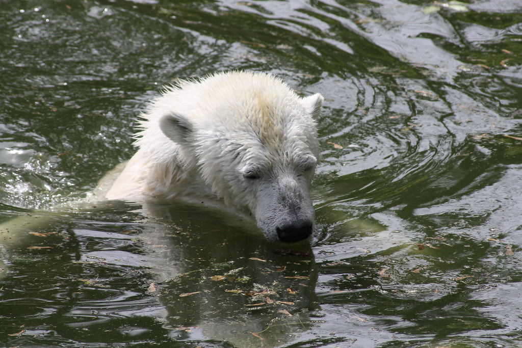 Knut a jegesmedve a berlini állatkertben