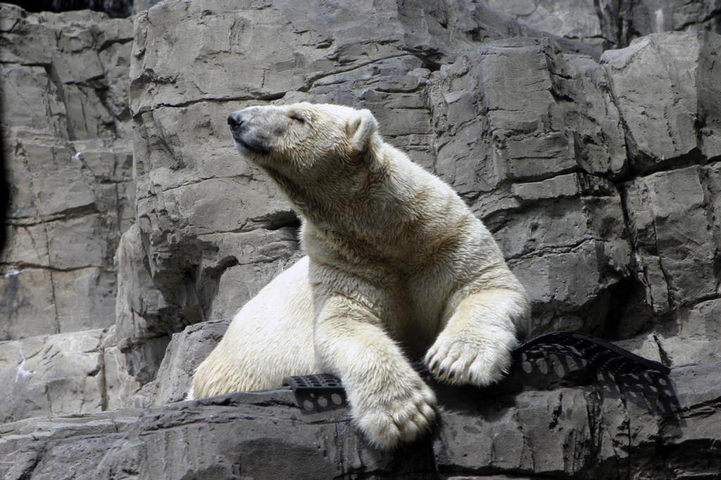 Guy a Central Park Zoo jegesmedvéje